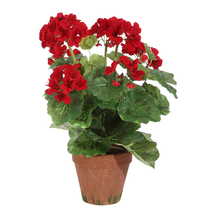 Potted Red Geranium