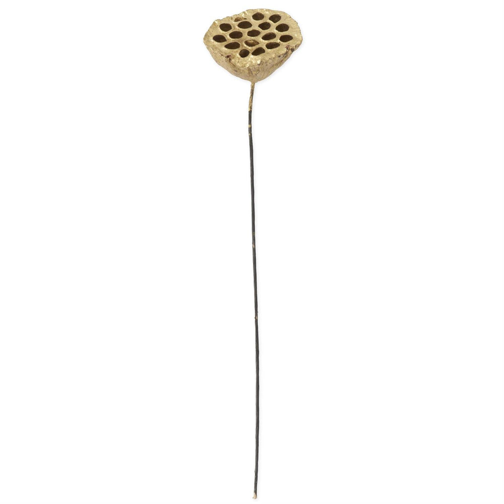 Gold Lotus Seedpod Stem