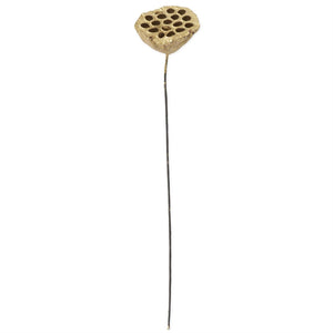 Gold Lotus Seedpod Stem
