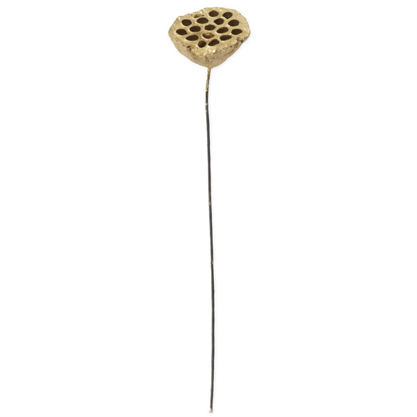 Gold Lotus Seedpod Stem