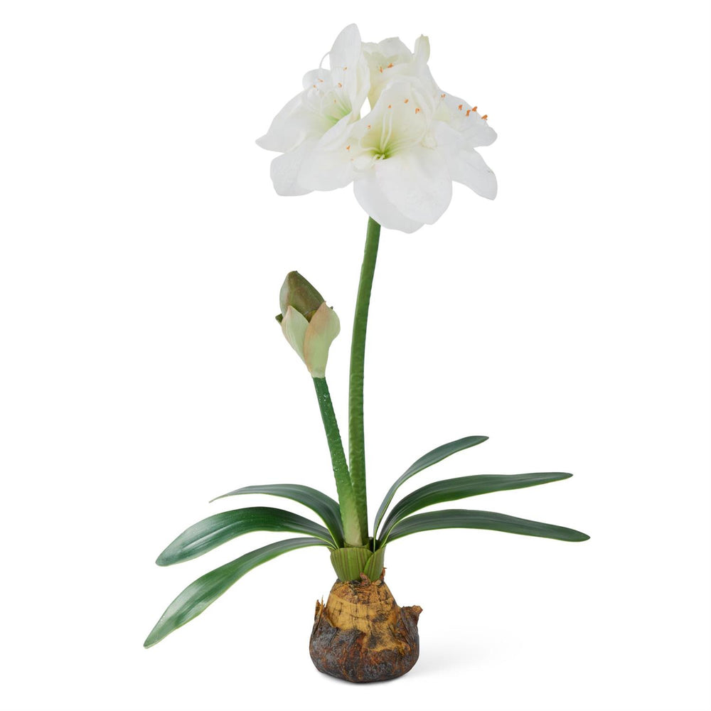 White Amaryllis w/Bulb