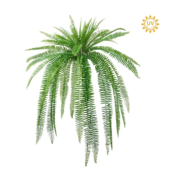 Boston Fern Bush