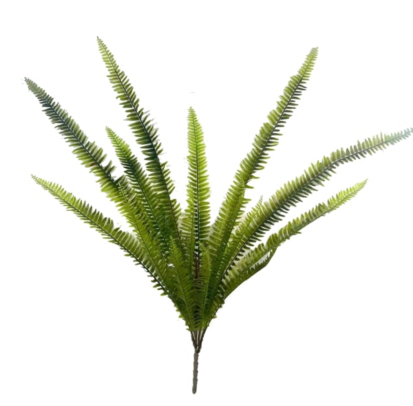 Fern Bush Stem