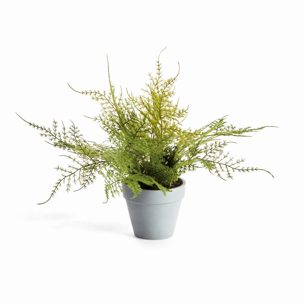 MINI PLUMOSA FERN POTTED