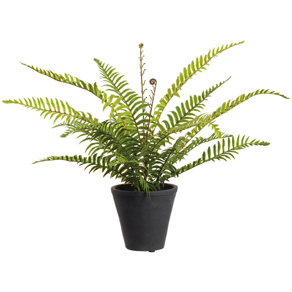 Boston Fern Plant in Cement Pot