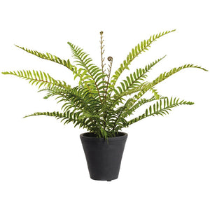 Boston Fern Plant in Cement Pot
