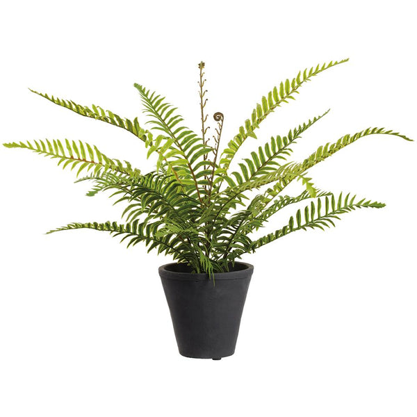 Boston Fern Plant in Cement Pot
