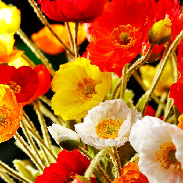 23.6" Poppy Spray